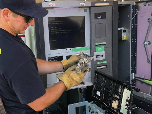 「猫の現金泥棒かな」　ATMの中から見つかった子猫についた完ぺきな名前とは？