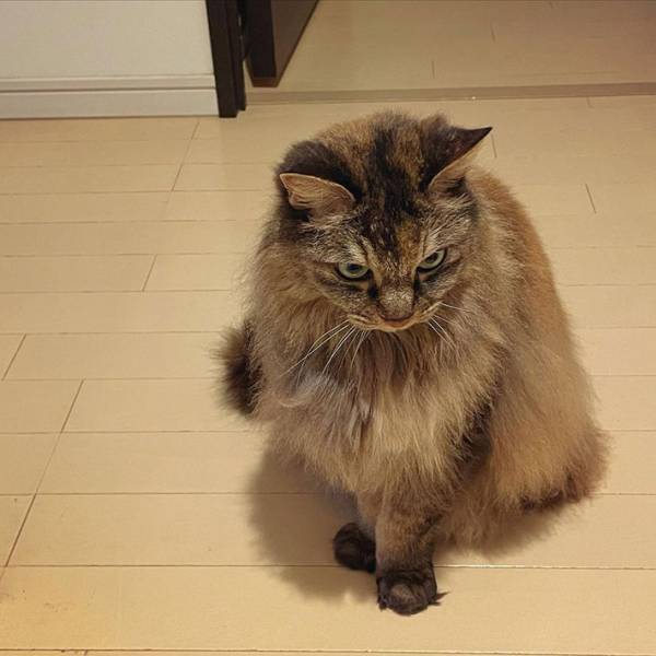 玄関で見送りをするようになった猫　タイミングが合わずに失敗すると…