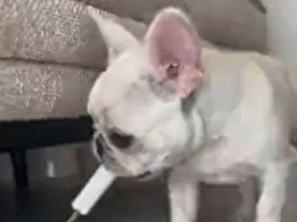 『あるもの』をくわえて室内を歩く犬　なにをしているのかと思ったら…？