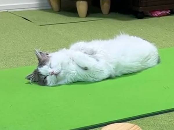 名前を呼んでも起きない猫　魔法の言葉をかけると「分かりやすっ！」