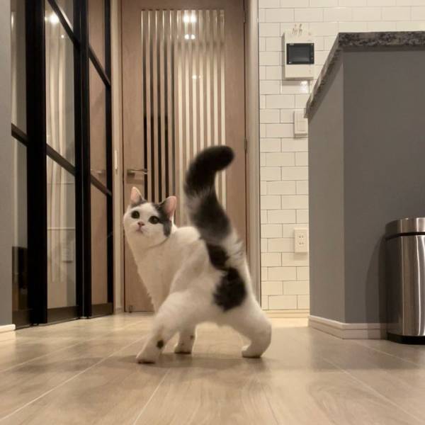 「菜々緒を彷彿とさせる」「後ろ姿が決まってる！」　猫の着地に１０万『いいね』