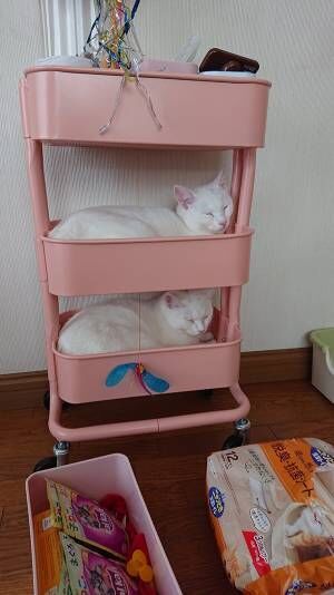 姉妹猫の行動に「けしからん！」「笑った」　棚の整理をしていたら…？
