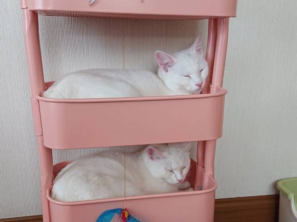 姉妹猫の行動に「けしからん！」「笑った」　棚の整理をしていたら…？