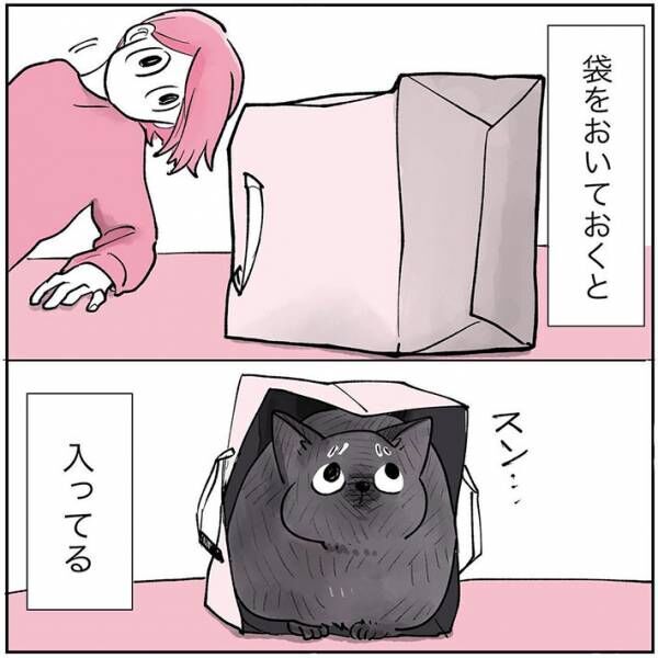 紙袋が大好きな猫　強力な『猫パンチ』で破壊してしまい！？