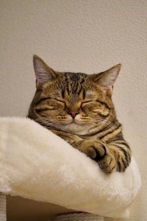 飼い主「まだ１歳だよね？」　愛猫の『親方感』に腹筋崩壊