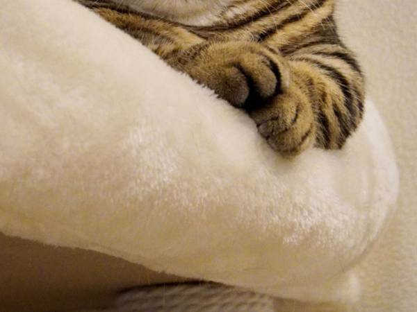 飼い主「まだ１歳だよね？」　愛猫の『親方感』に腹筋崩壊