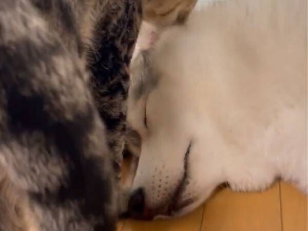 猫を枕にして寝ていたシベリアンハスキー　数秒後の光景に「可愛いから許す！」
