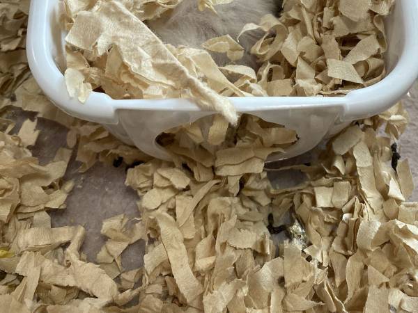 ハムスターがハウスの中で寝ていた光景に「牛丼かと思った！」