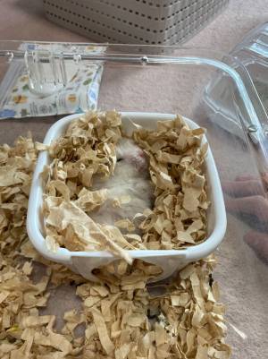 ハムスターがハウスの中で寝ていた光景に「牛丼かと思った！」