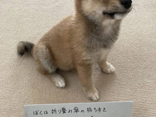 愛犬が傘を嚙んでいた！　しかろうとしたら「これは注意できない…」
