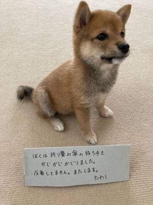 愛犬が傘を嚙んでいた！　しかろうとしたら「これは注意できない…」