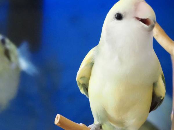 インコとハリセンボンにカメラを向けた光景に「和んだ！」「素敵な関係」