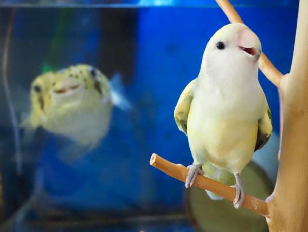 インコとハリセンボンにカメラを向けた光景に「和んだ！」「素敵な関係」