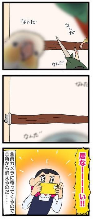 インコの集団を撮ろうとした店員　オチに「既視感しかない！」