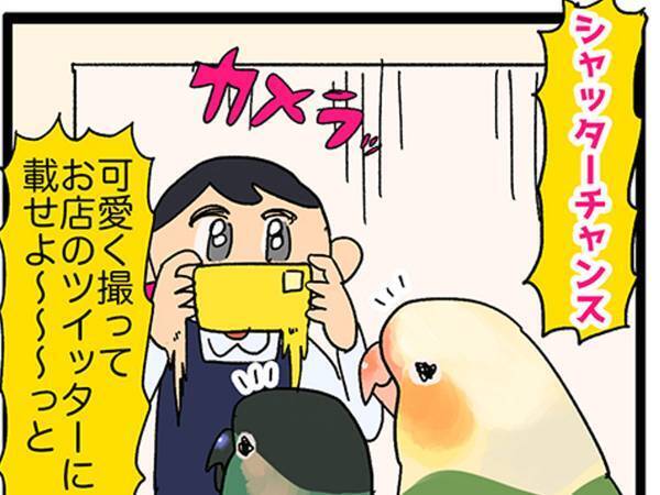 インコの集団を撮ろうとした店員　オチに「既視感しかない！」