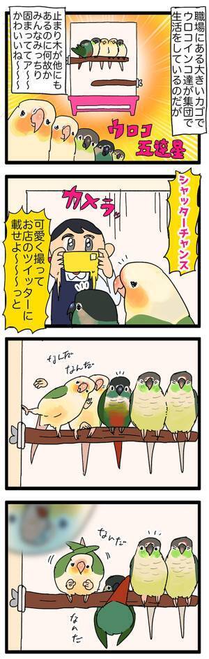 インコの集団を撮ろうとした店員　オチに「既視感しかない！」