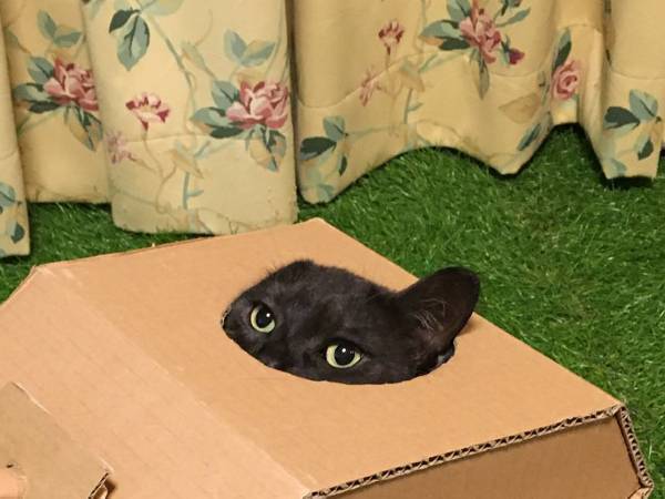 猫飼いが段ボールで作った『力作』　写真に「歴戦の猛者のオーラ」「たまらん」