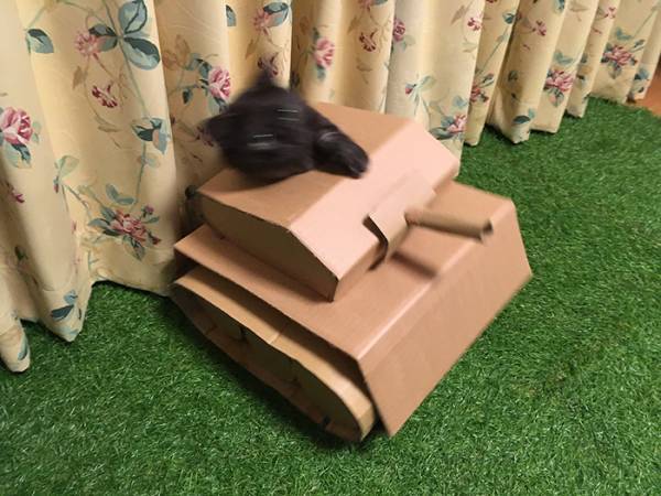 猫飼いが段ボールで作った『力作』　写真に「歴戦の猛者のオーラ」「たまらん」