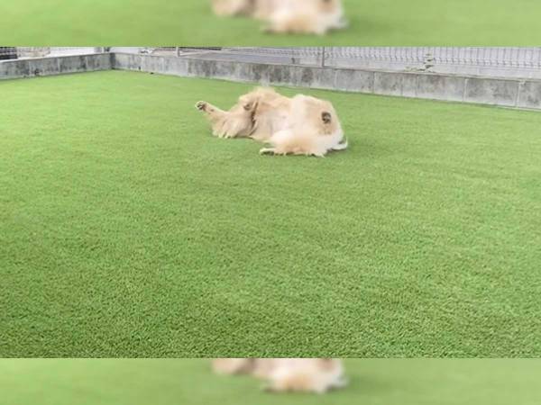 病院の隣にあるドッグランではしゃぐ犬　数分後の姿に「爆笑した」「落差がスゴい」