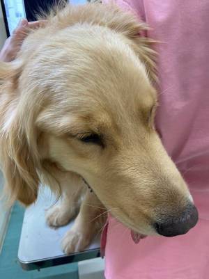 病院の隣にあるドッグランではしゃぐ犬　数分後の姿に「爆笑した」「落差がスゴい」