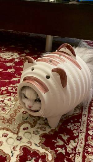 「猫は蚊取りアーマーを装備した！」　キリッとした顔とのギャップに腹筋崩壊