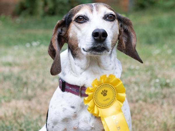 「映画化して」　家を脱走した犬　戻って来た時に首についていたものにビックリ！