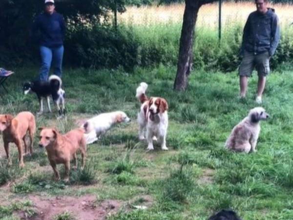 交流してる…？　『内気な犬たちの交流会』に４２０万『いいね』