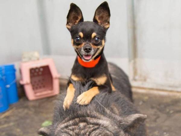 チワワが乗っているのは？　種を超えた『親友同士』にびっくり　「奇跡だ」