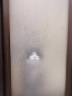 「笑った」「圧がすごい」　お風呂に入っていた飼い主　すると、猫が？