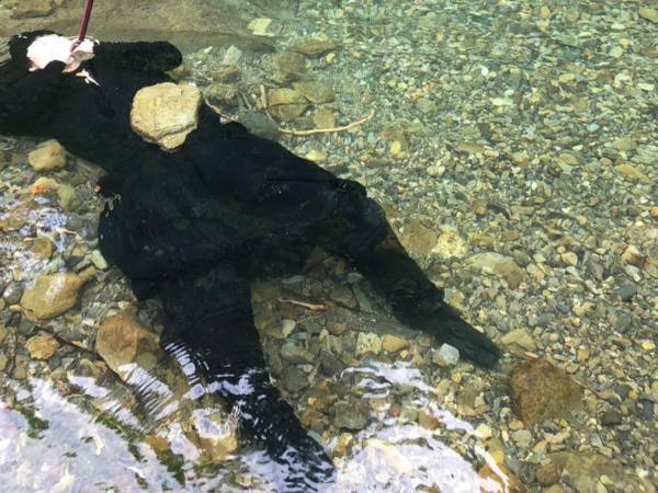 猛暑に参った『令和の忍者』　我流の涼み方に「難易度が高すぎ」「吹いた」