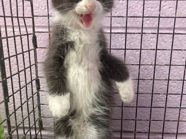 保護猫の『挑戦的な』自己紹介文が大ウケ！　その翌日？　「誰にもいうなよ！」