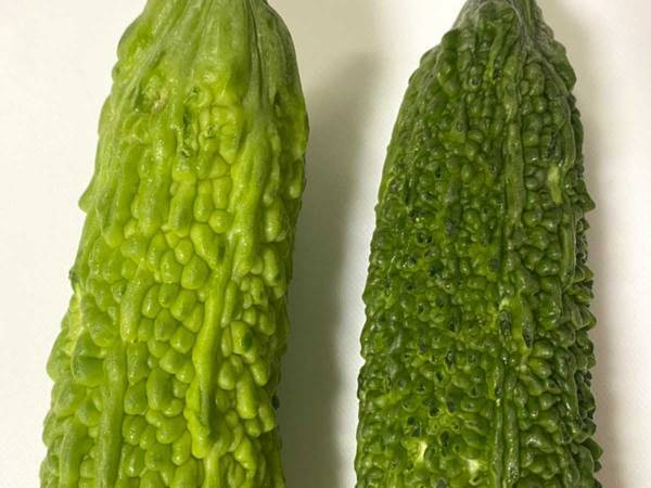 ゴーヤーの見分け方に反響！苦くないのは…　「そうだったのか！」「知らなかった」
