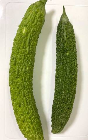 ゴーヤーの見分け方に反響！苦くないのは…　「そうだったのか！」「知らなかった」