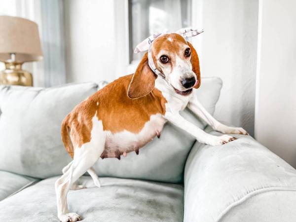 妊婦さんは美しい！　保護犬のマタニティフォトに「パーフェクトだ」