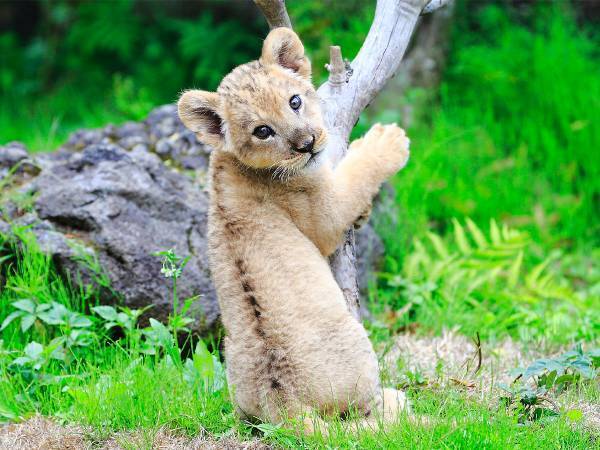 睡魔に襲われる赤ちゃんライオンが話題に　「何回見ても飽きない」