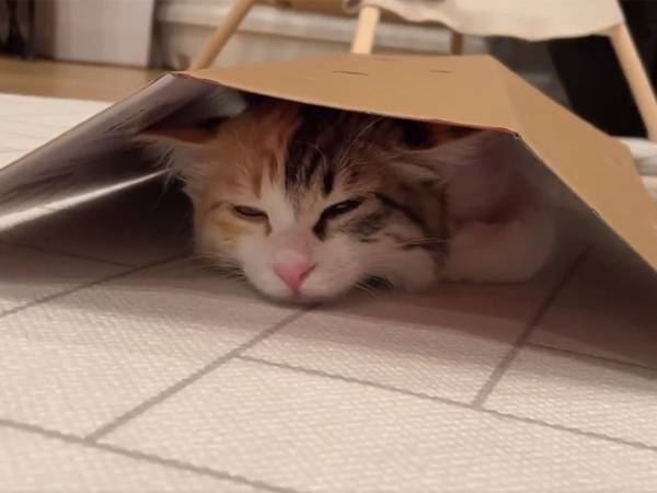 「かくれんぼかな」「癒される…」　ダンボールで遊んでいた猫　しばらくすると？