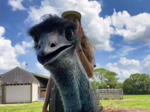 女性とエミューのやりとりがまるでコント！　「吹いた」「毎日見たい」