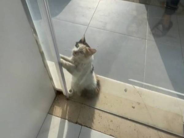 「中に入れて！」　暑い日に店の外に現れた野良猫　続く展開に「ありがとう」