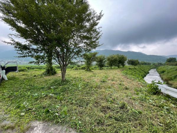 数mは超えていた雑草　機械がその中に入っていくと「すごすぎる！」