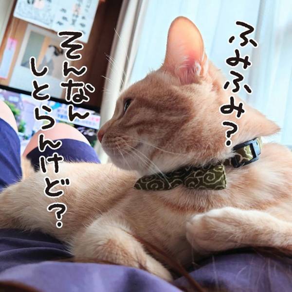 「恥ずかしがり屋さん！」　横たわる飼い主の上に乗って甘える猫　夫が近付くと？