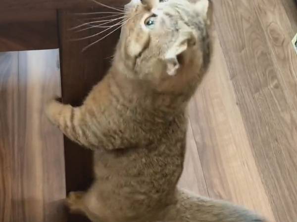 テーブルの脚をつかむ猫が、次の瞬間？　「努力を感じる！」