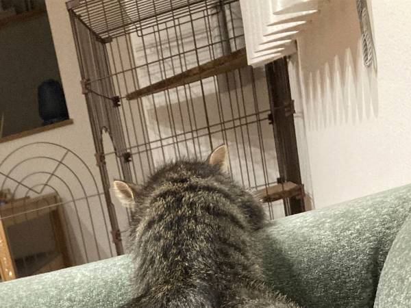 「なぜこんな寝方に？」　飼い主が困惑した、子猫の寝姿がこちら