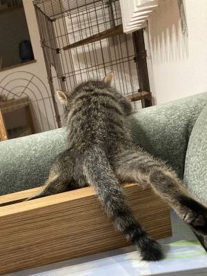 「なぜこんな寝方に？」　飼い主が困惑した、子猫の寝姿がこちら