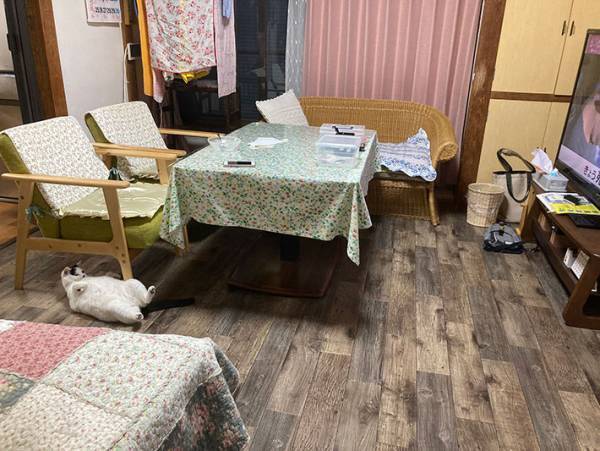 リビングの床でくつろぐ猫　３コマ漫画のような写真に、笑いがこみ上げる