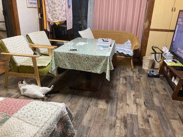 リビングの床でくつろぐ猫　３コマ漫画のような写真に、笑いがこみ上げる