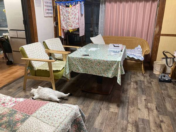 リビングの床でくつろぐ猫　３コマ漫画のような写真に、笑いがこみ上げる