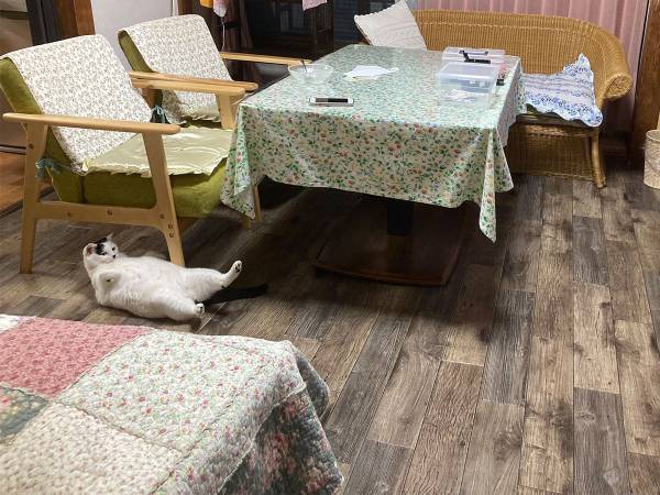 リビングの床でくつろぐ猫　３コマ漫画のような写真に、笑いがこみ上げる