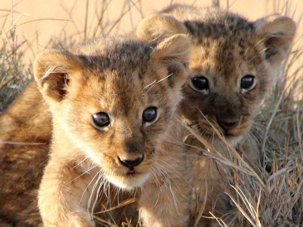 夢の中でも、ミルクを飲んでる？　ライオンの赤ちゃん、眠る姿がかわいすぎた