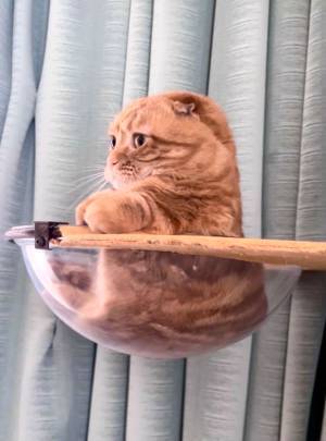 飼い主「ドラえもん並みの２頭身」　そんなはずは…と思いきや、マジだ！