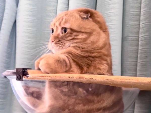 飼い主「ドラえもん並みの２頭身」　そんなはずは…と思いきや、マジだ！